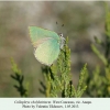 callophrys chalybeitincta imago anapa2